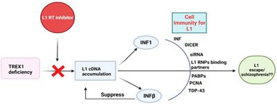 L1 Retrotransposons: A Potential Endogenous Regulator for Schizophrenia